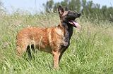 MALINOIS 809